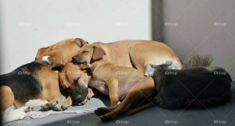 How many dogs are there?