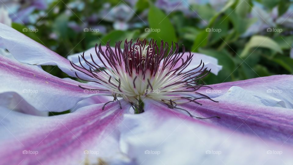 looking at clematis