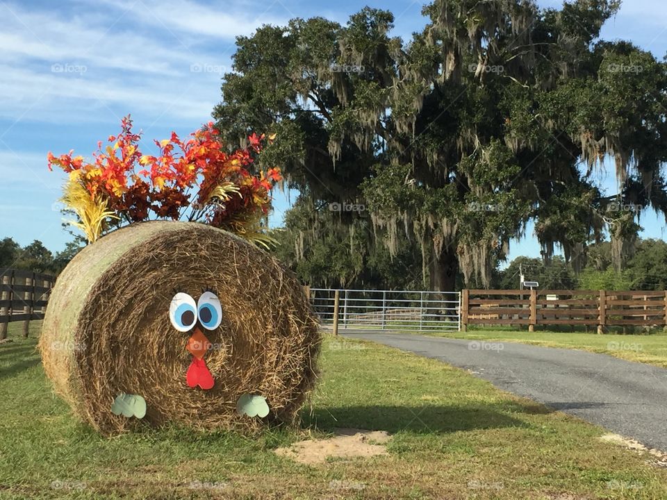 A bale of hay at the entrance to a farm decorated to look like a turkey to celebrate Thanksgiving 