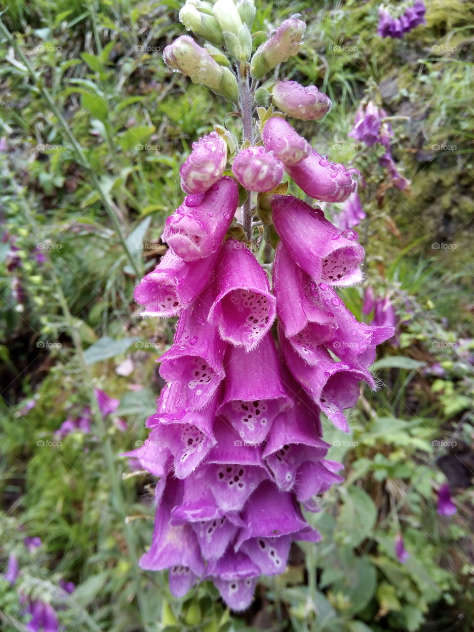 Schwarzwald in Bad Wildbad