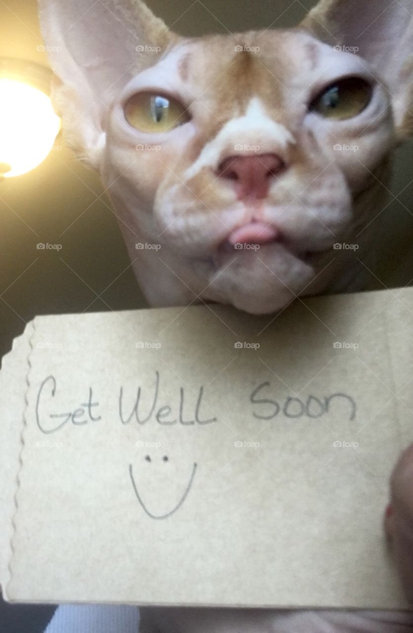 Get well soon (cat)
