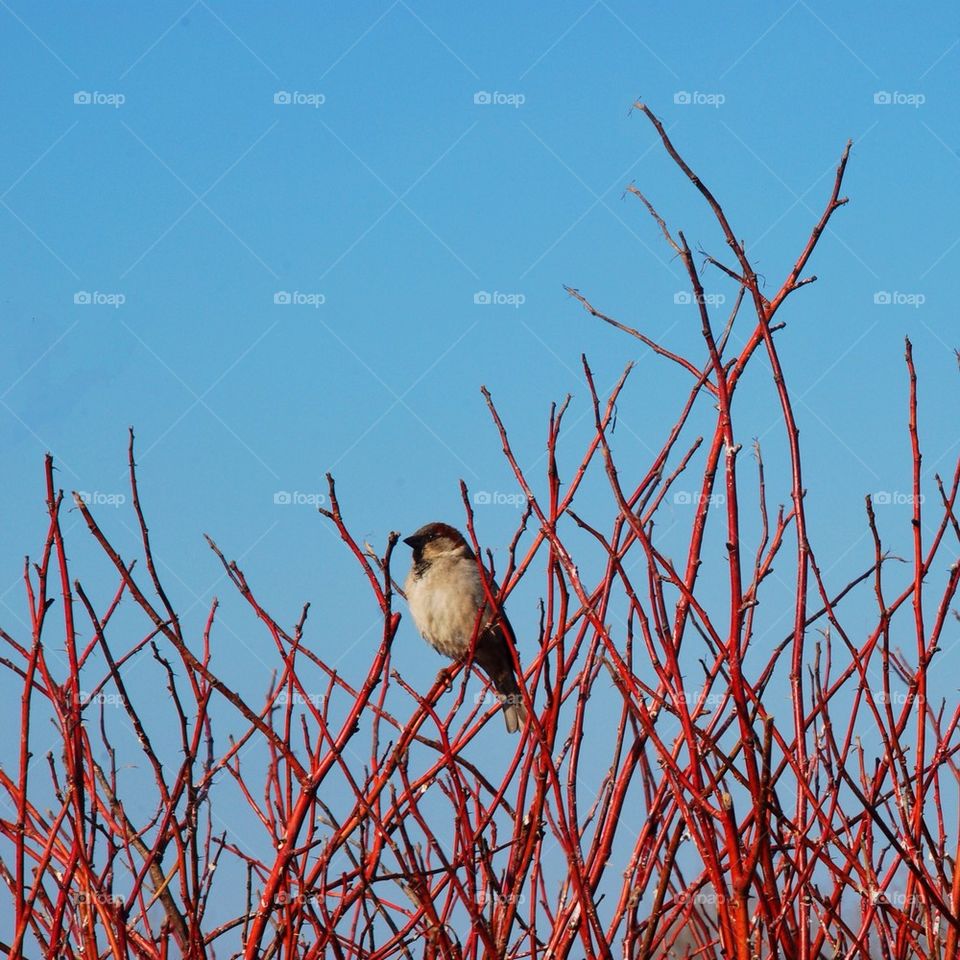 Bird on a bush
