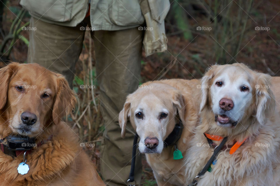 Three retrievers 