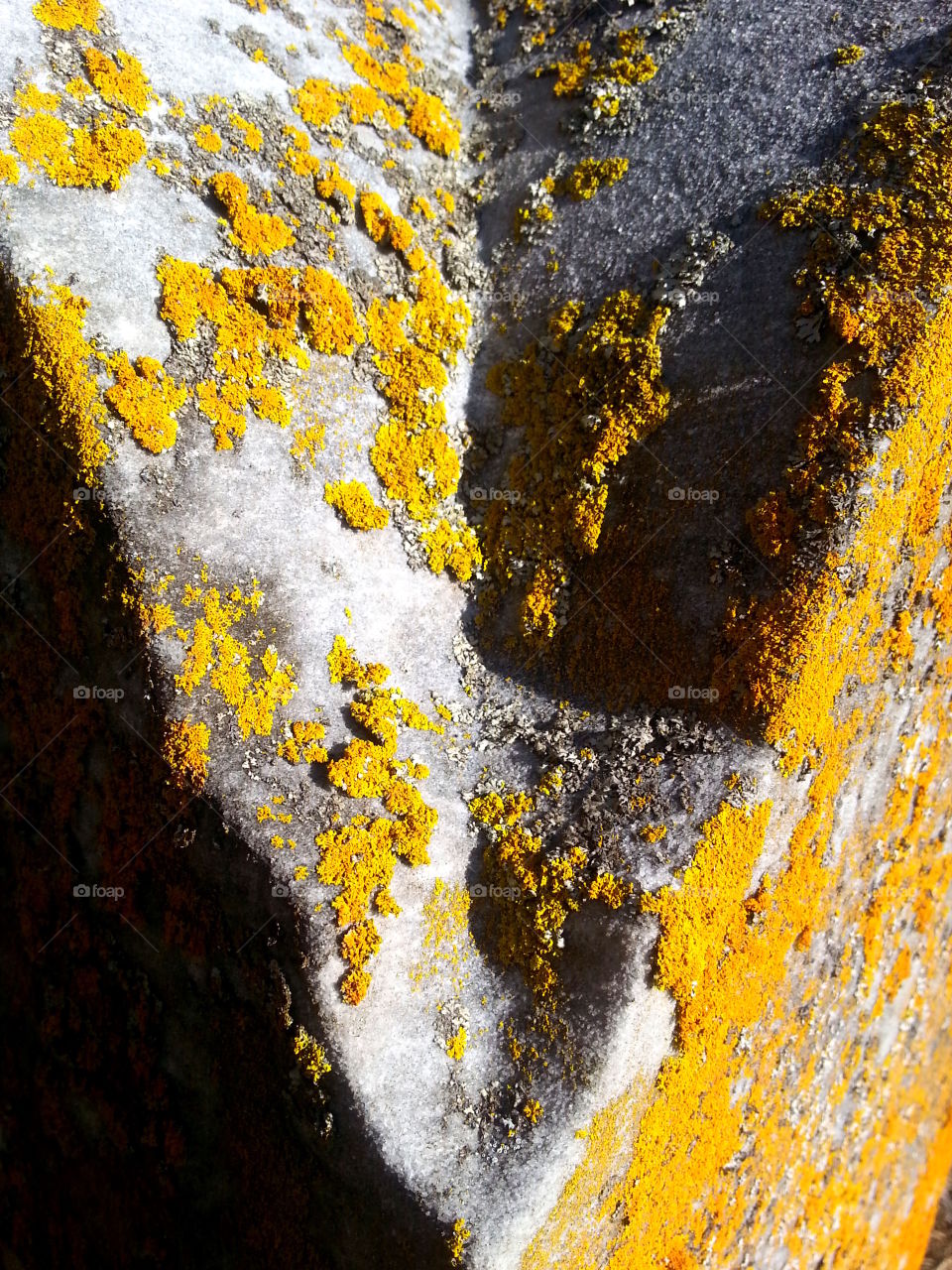 lichen on the tombstone. my kids and I went walking in an old cemetery. some of the headstones were broken and illegible, but there were some which had grown one with nature.