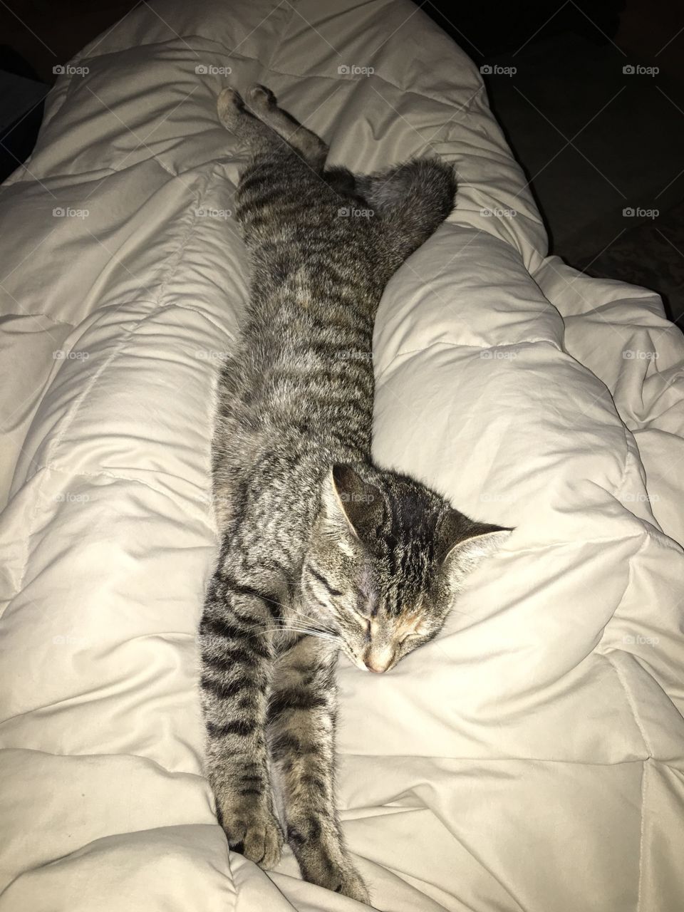 Room to stretch...room to cuddle. Our cat Thunder, always sleeps in crazy positions. We love her! 