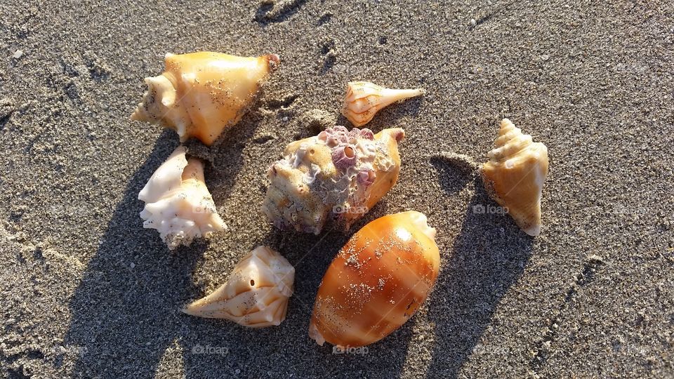 Beach, Seashell, Seashore, Sand, No Person