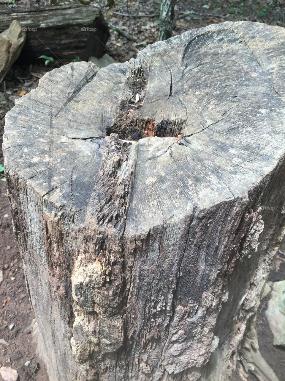 Tree stump