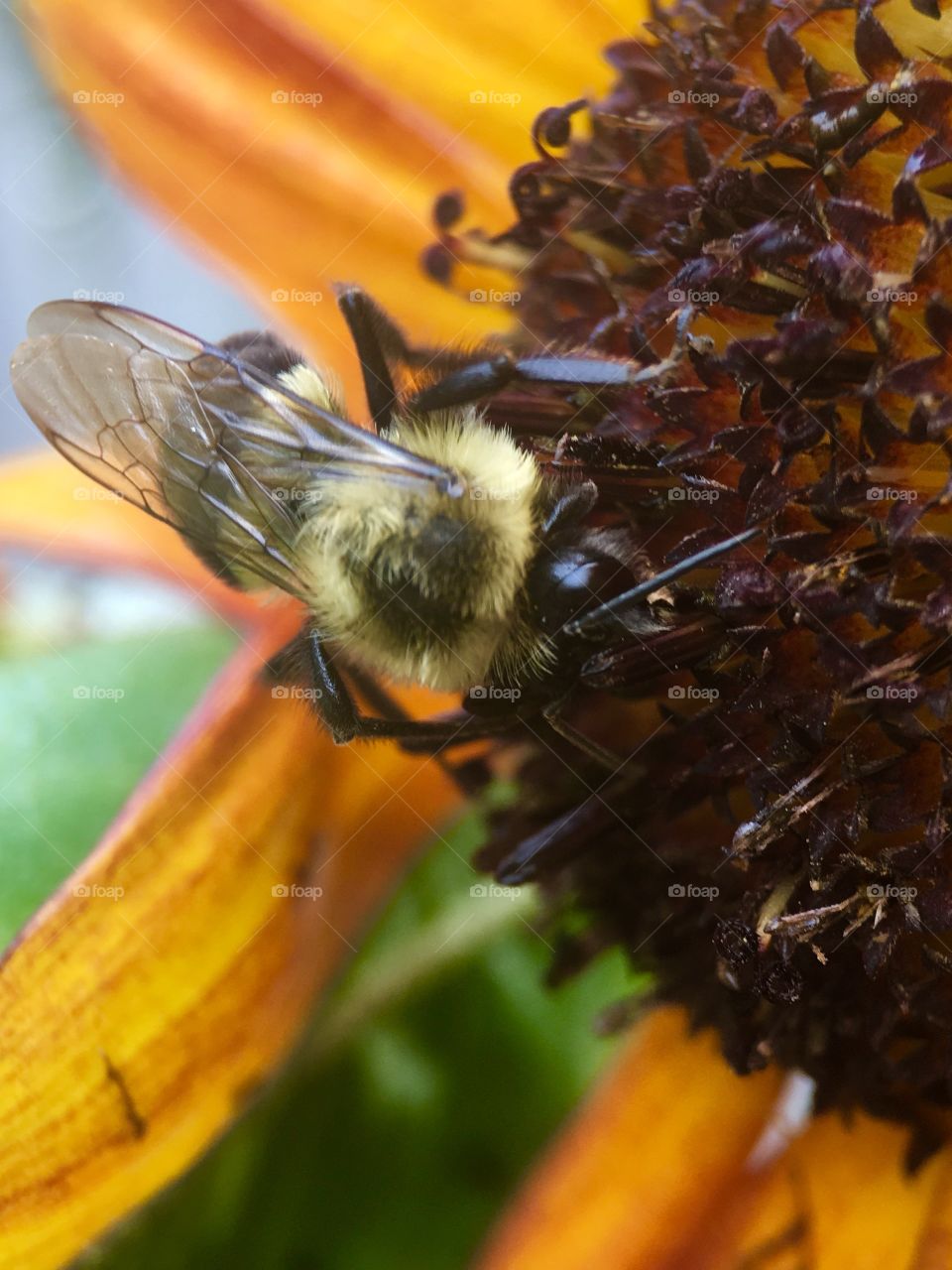 Bee in search of pollen