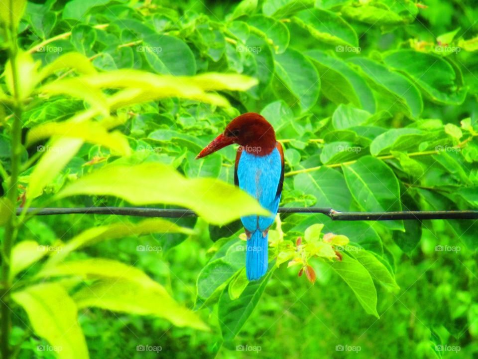 The white throated kingfisher (halcyon smyrnensis) also known as the white-breasted kingfisher.