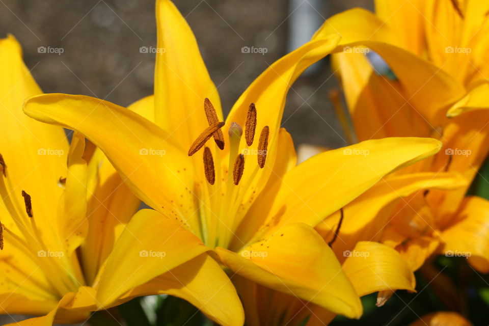 Yellow Lily