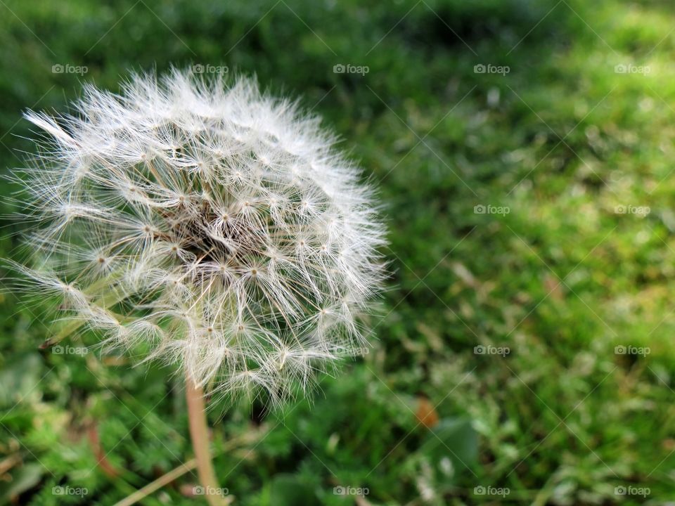 Dandelion