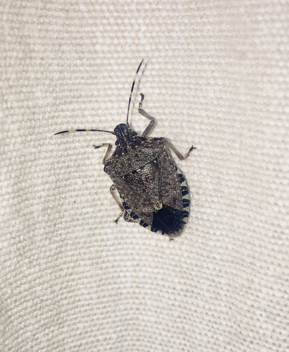 Shield bug
