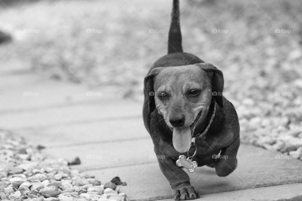 Dachshund Running