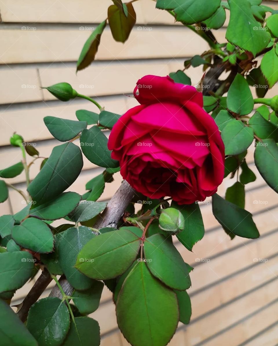 Rose