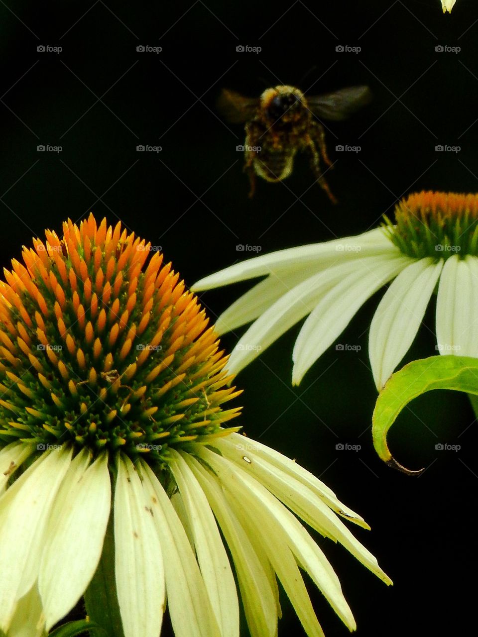 Bumblebee flying over flower
