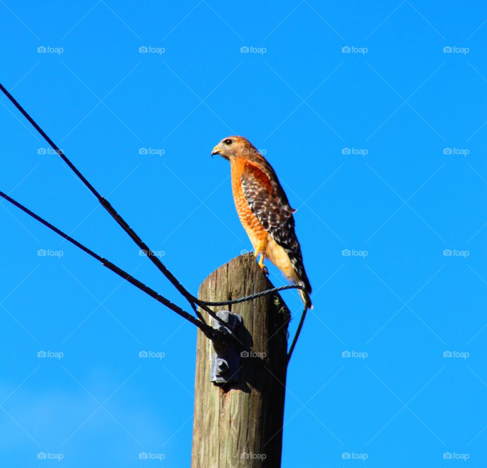 Red Tail Hawk perched on power pole