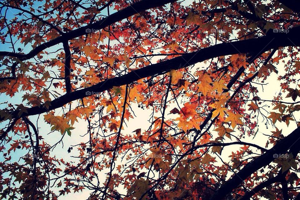 Leaf, fall, autumn, yellow,tree, beautiful