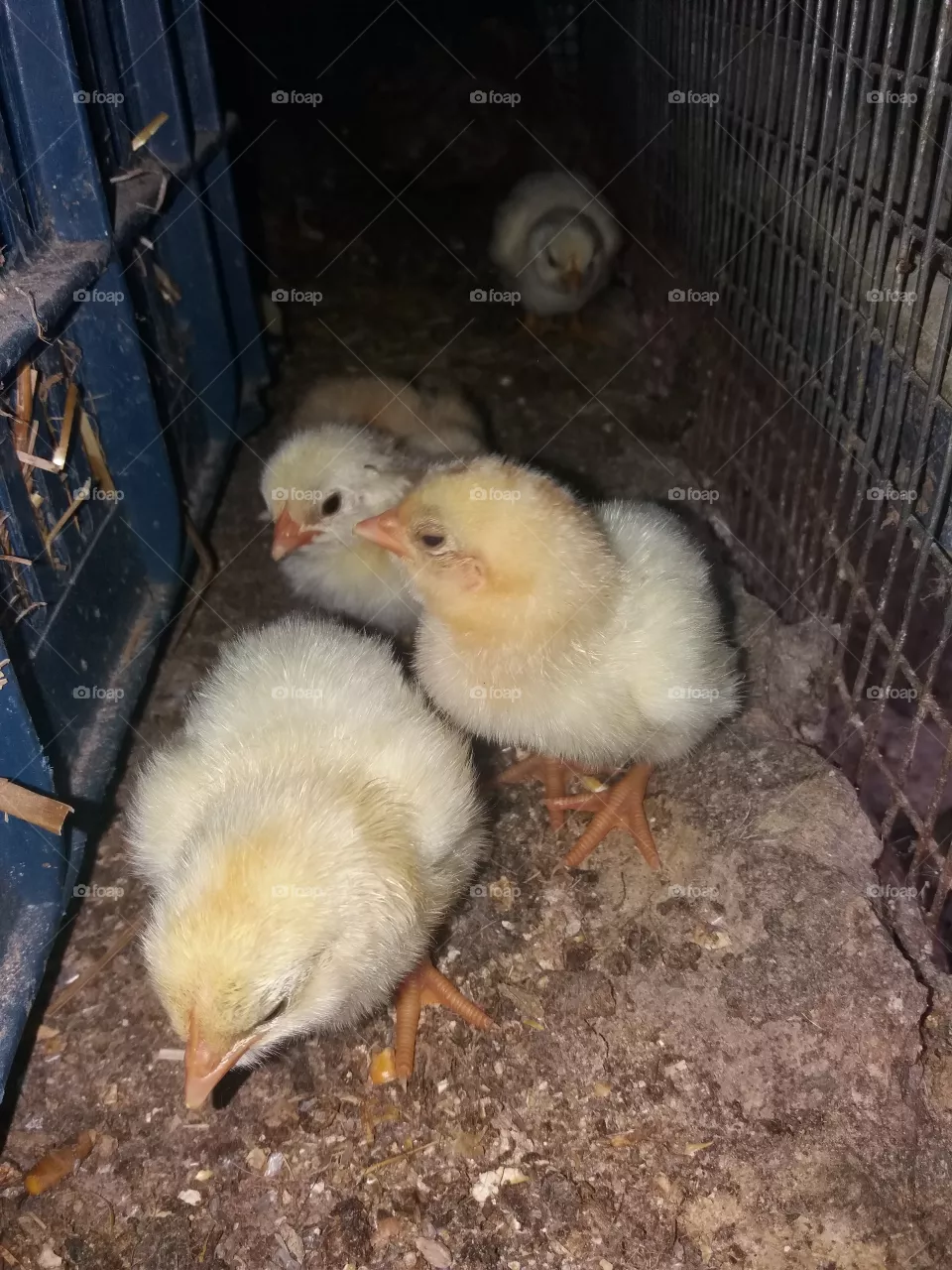 newborn