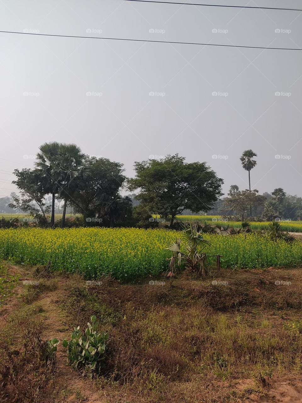 beautiful pale yellow mustard flowers.