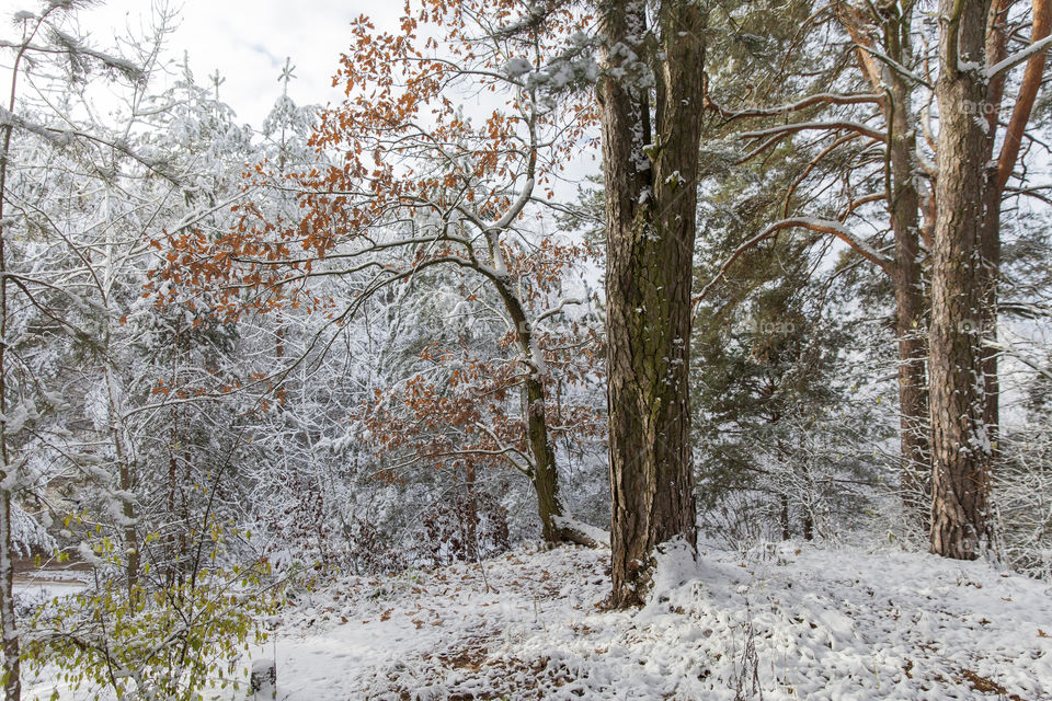 Beautiful forest in winter