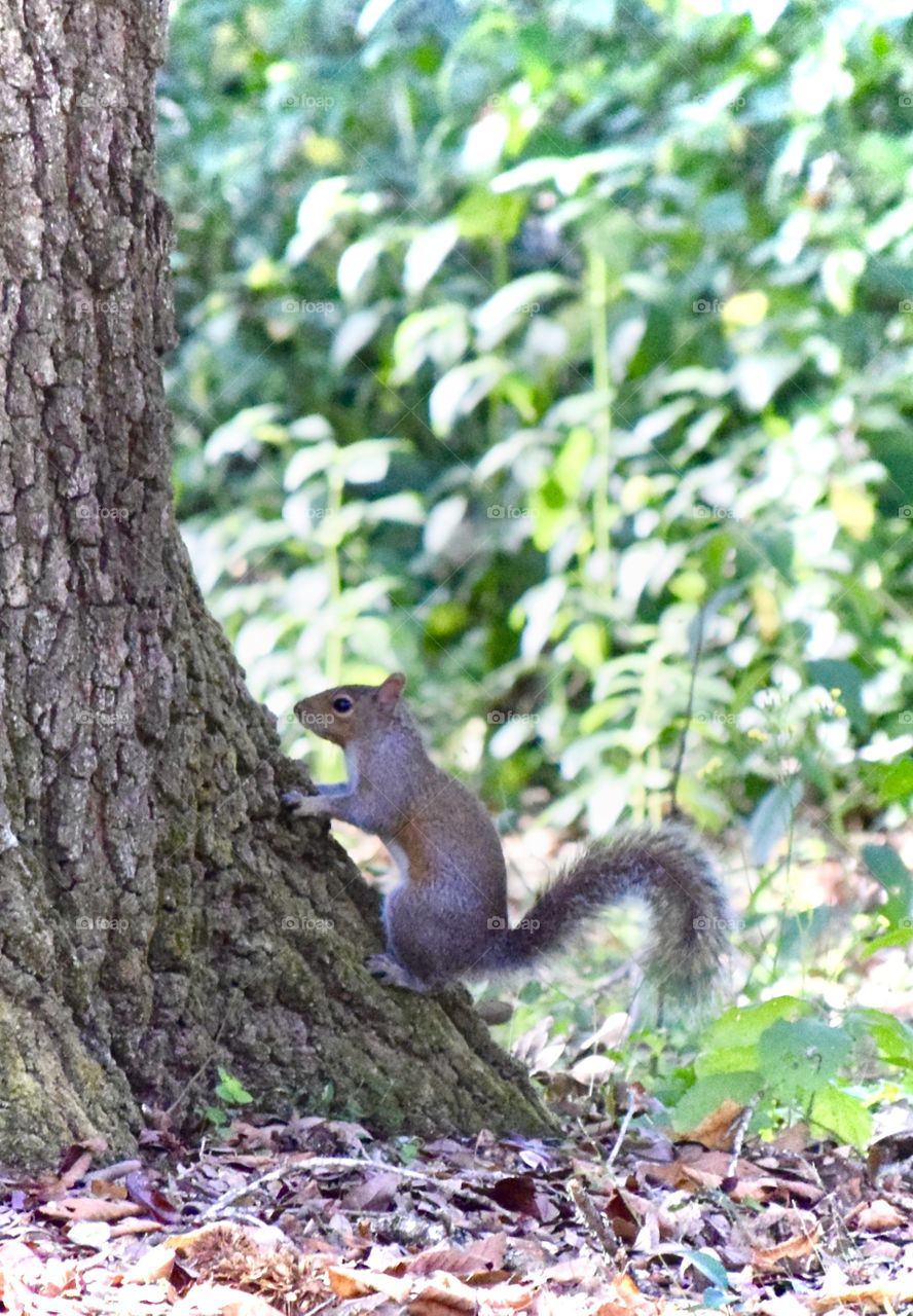 Grey squirrel climbing on tree trunk