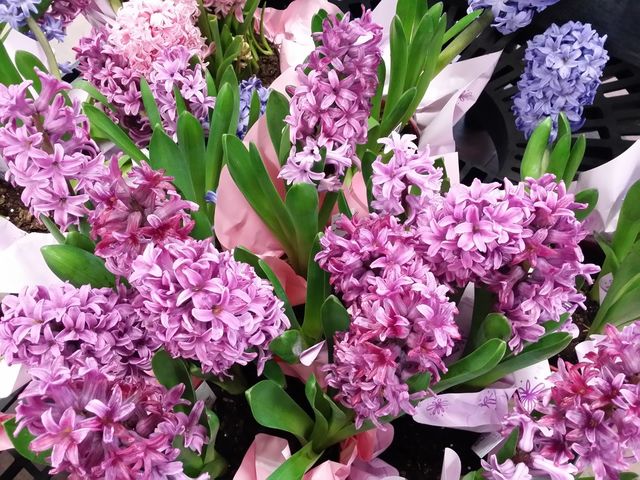 Pink Hyacinths