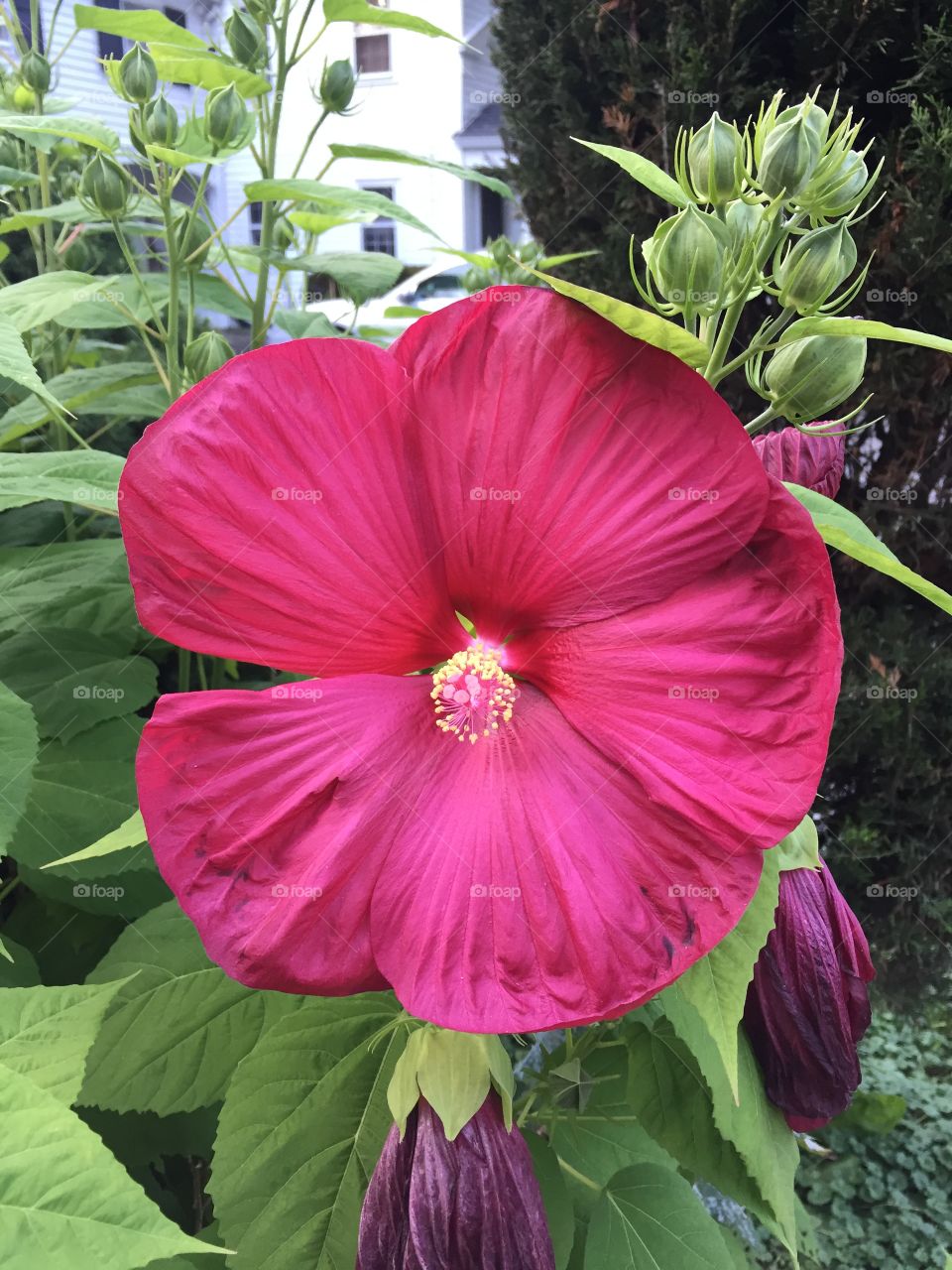 Hibiscus
In Rochester NY
this bloom is about 8" across
I don't know how it's living here- it's far too cold and hibiscus are not cold hardy. Had to take photos