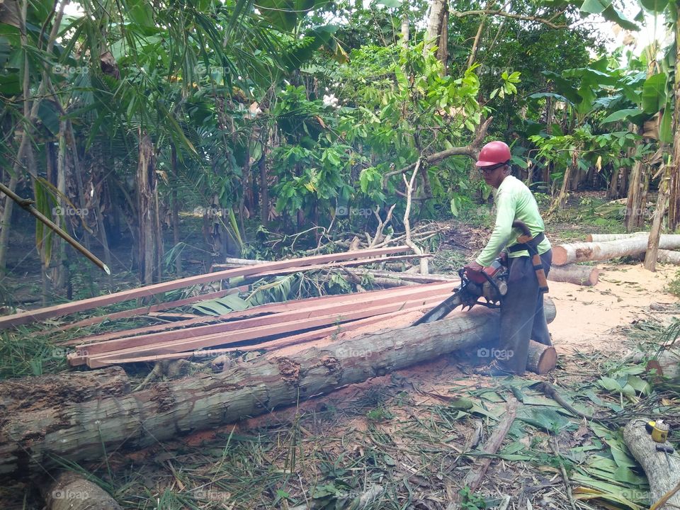 A carpenter is cutting coconut tree trunks to make boards