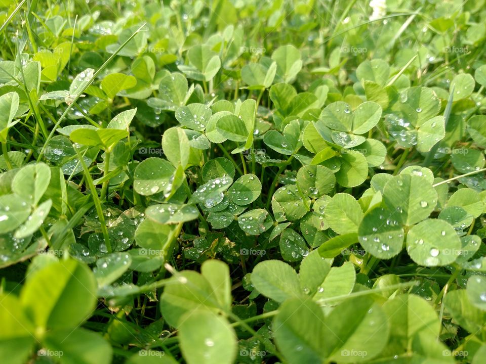 Summer vegetation.