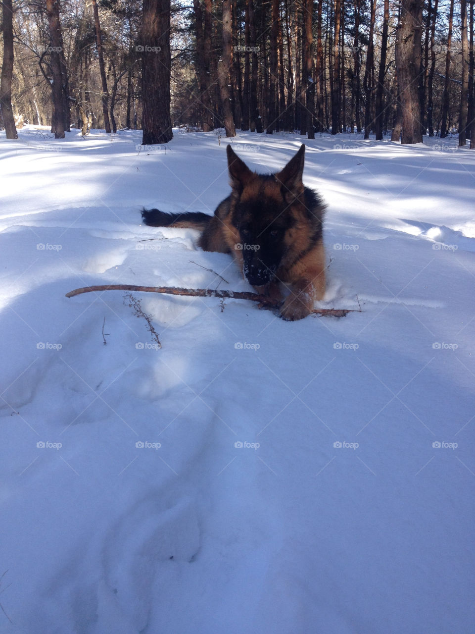 Playing in the snow