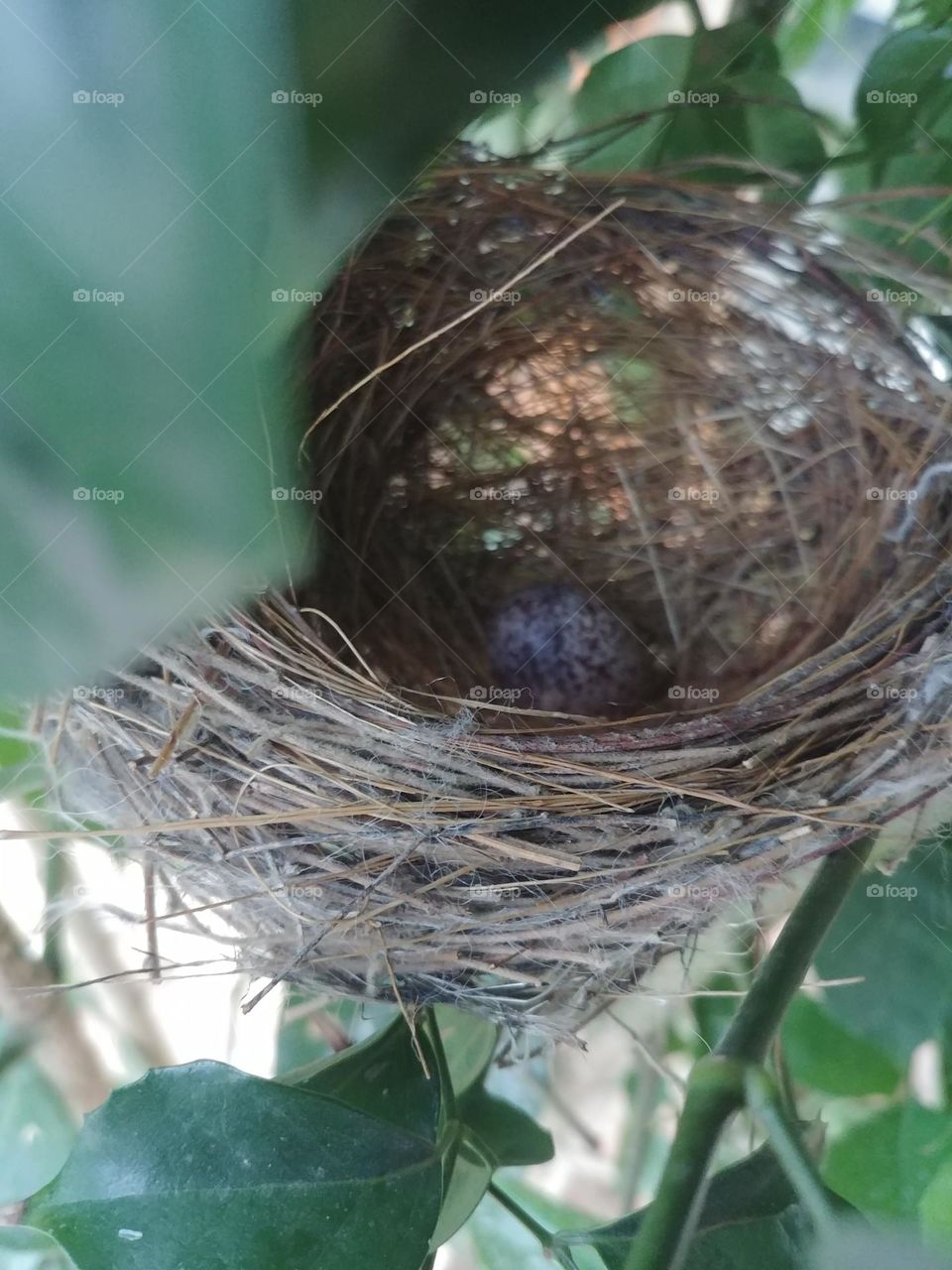 Bird 🐦 🦜 🦚 🪶 🦢 🐦 🦜 🦚 🪶