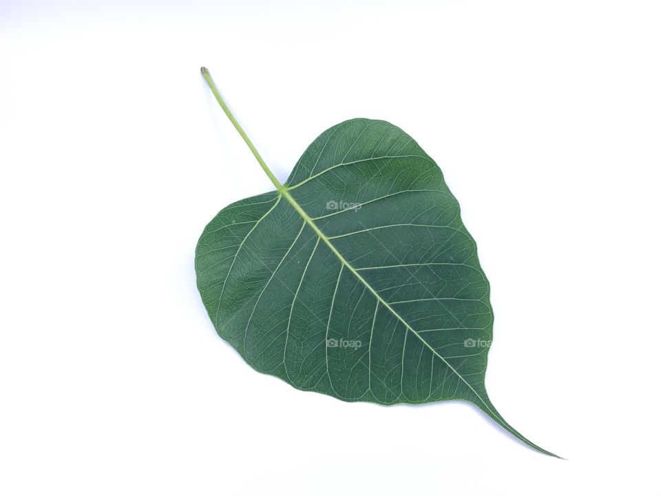 Bodhi Leaf
