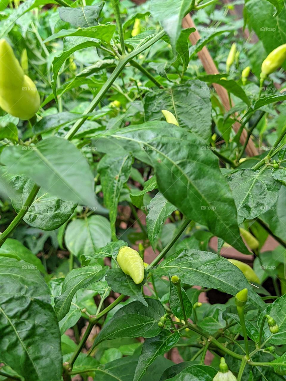 chili plant