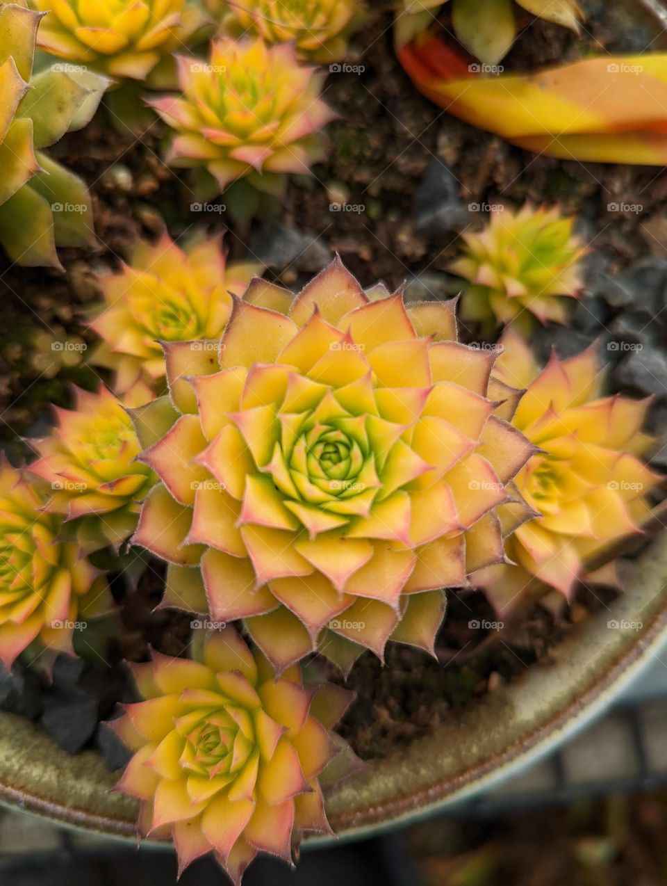 succulent dessert rose