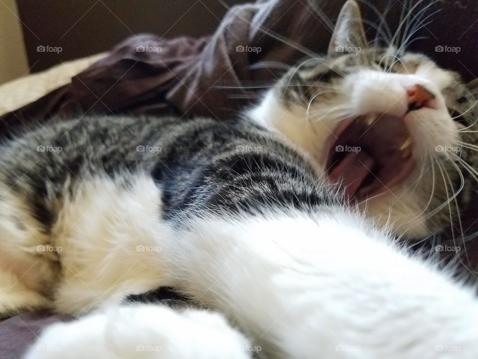 cat yawn