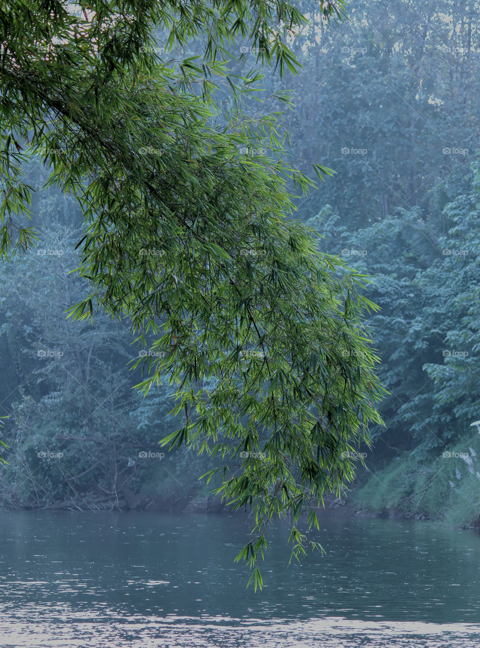 A green tree having many leaves standing side of a river