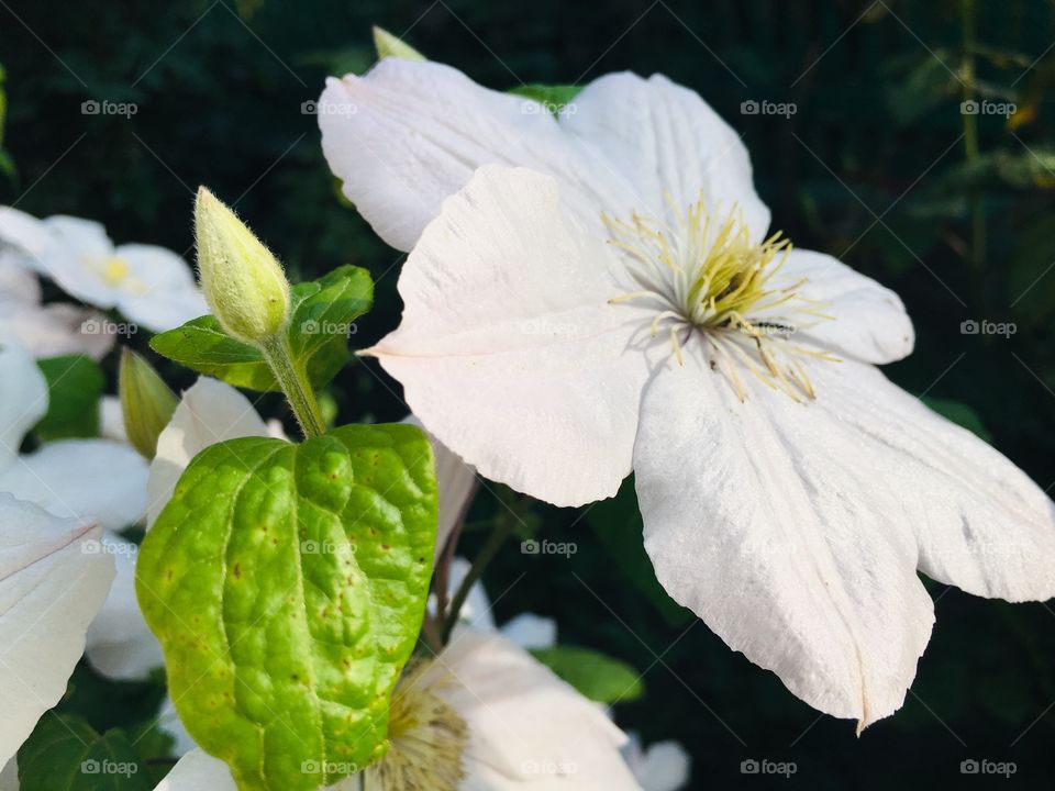 Мраморный цвет