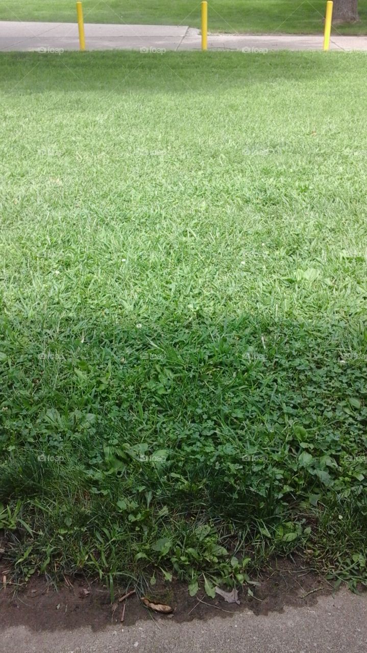 grass
