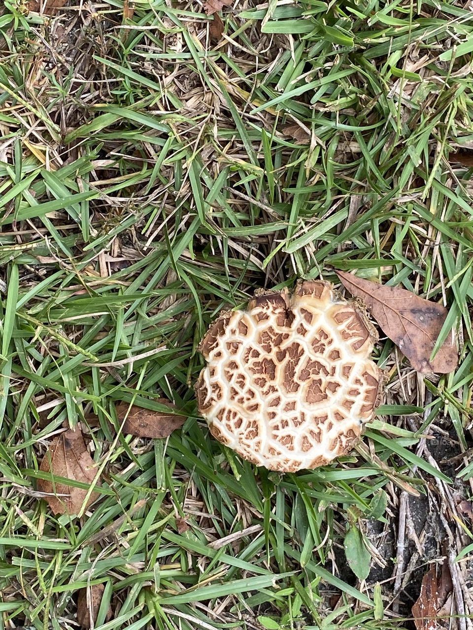 A beautiful color mushroom 