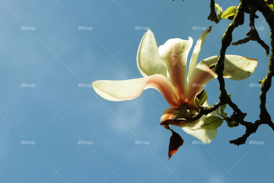 Close-up of a single pink magnolia blossom against a blue sky
