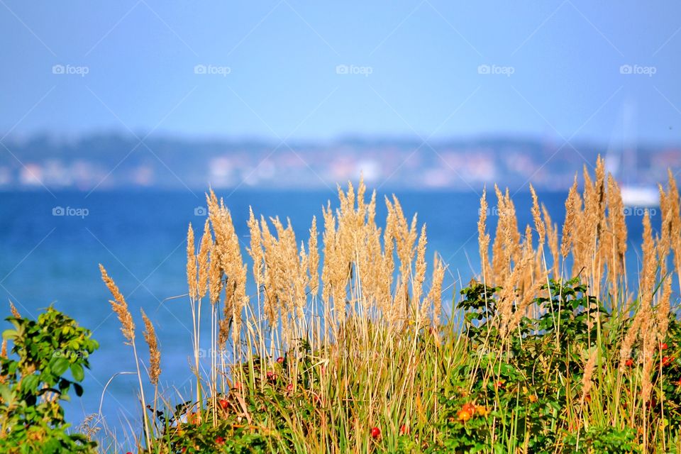 Grass at the coast