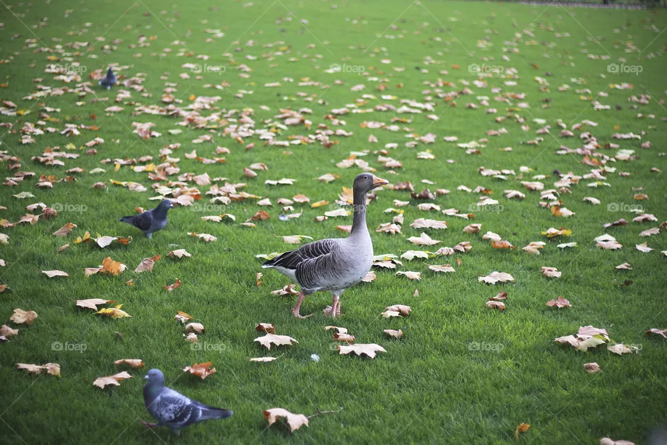 Duck