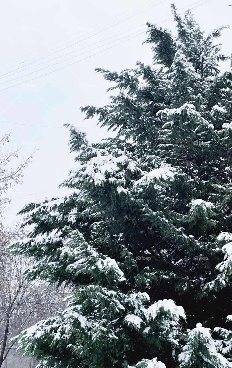 Winter ( do you like winter ) 