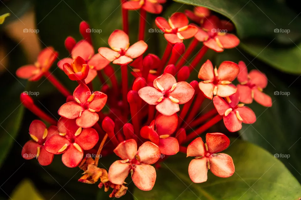 Jardim