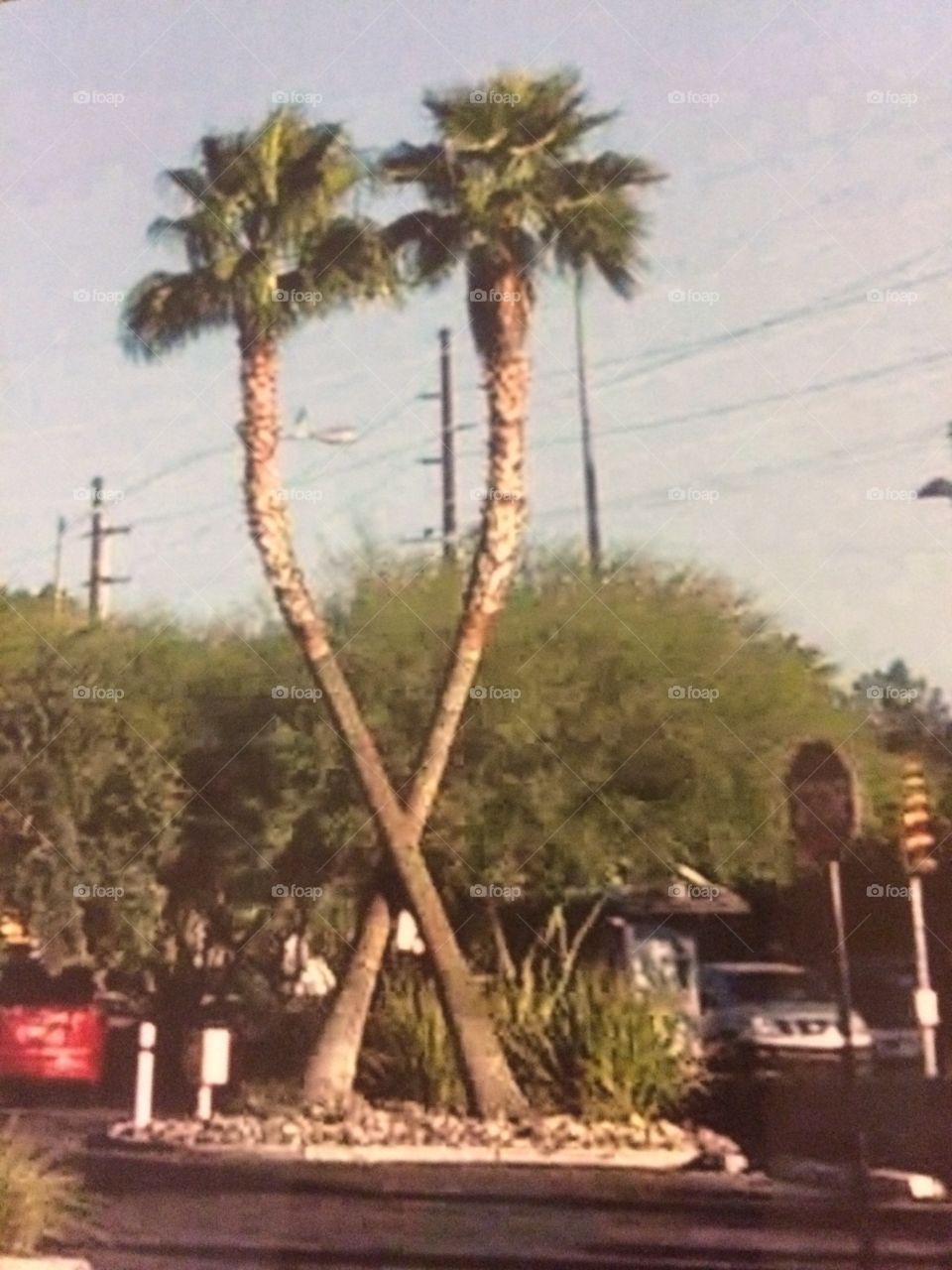 Palm trees