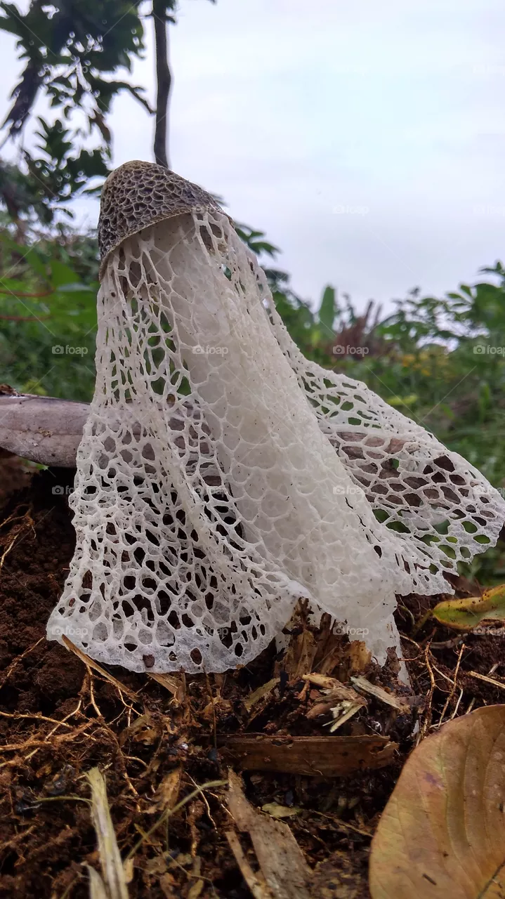 unique mushroom