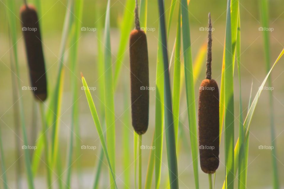 Close-up of cattail plant