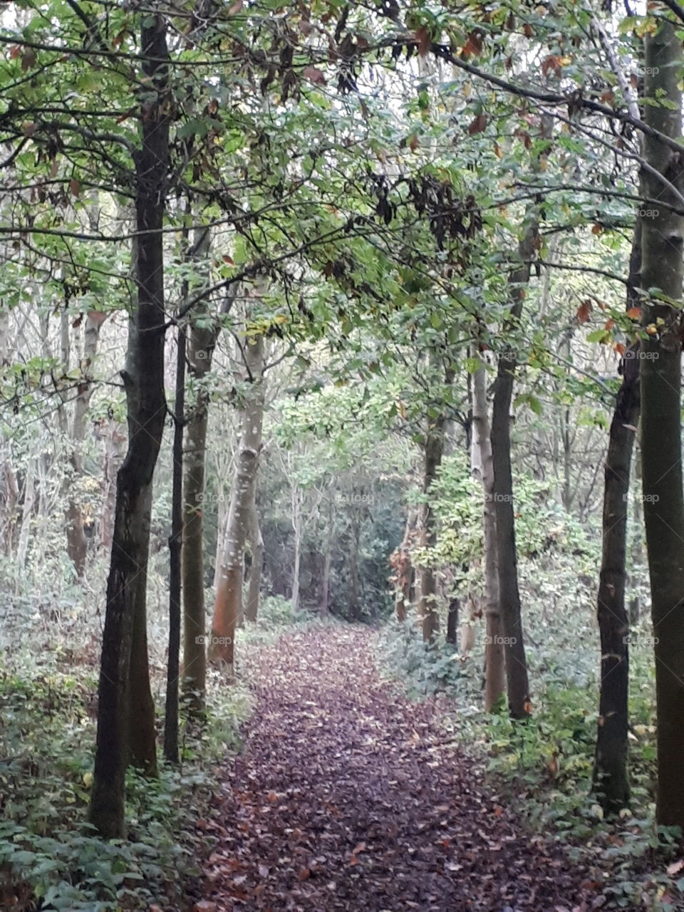 Wood, Nature, Tree, Landscape, Leaf