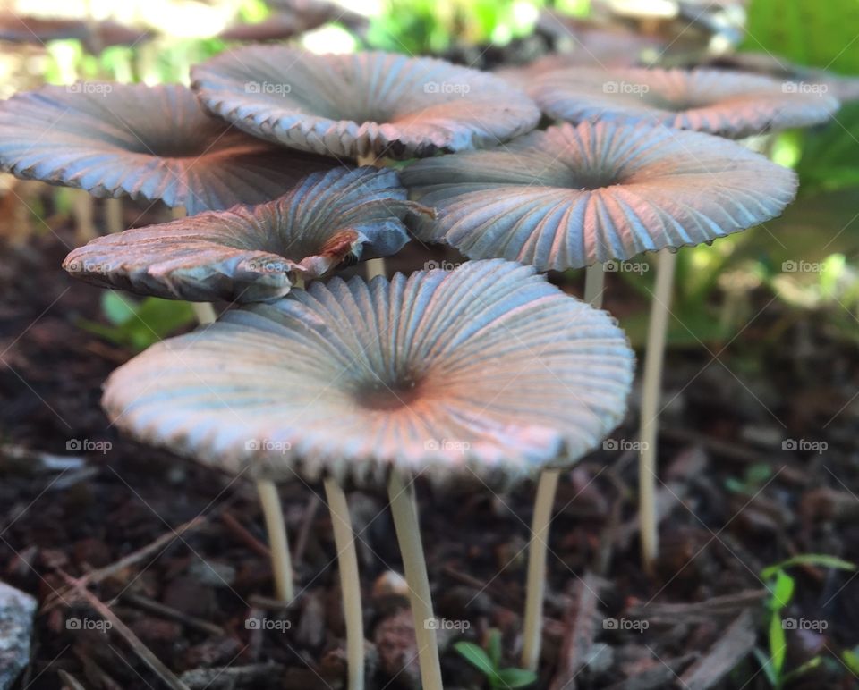 Mushroom Texture Sideview
