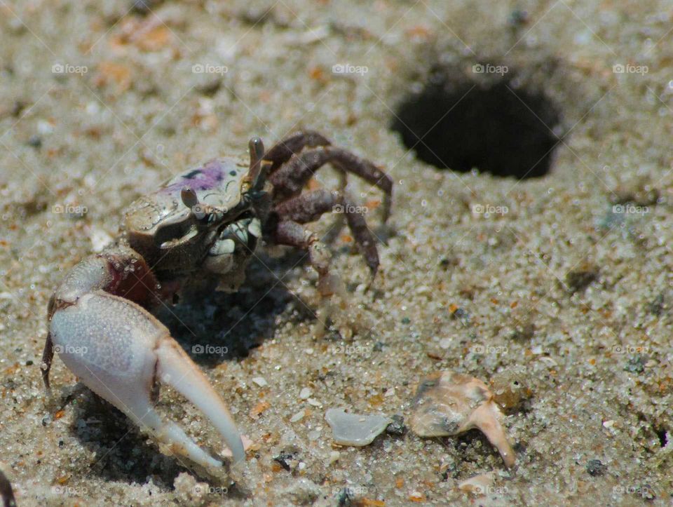 fiddler crab